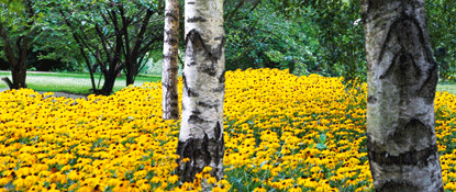 Lentikulardruck